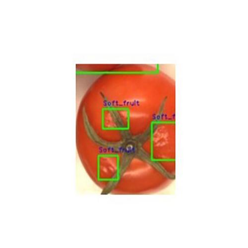 自動果蔬分揀解決方案